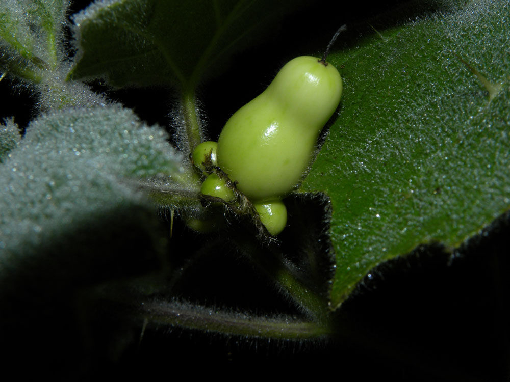 Solanum-mammosum-unripe-fruit