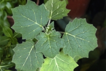 Leaves-of-Solanum-mammosum