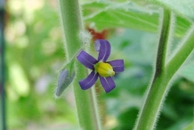 Solanum-mammosum-close-up-flower