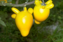 Solanum-mammosum-fruit