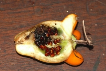 Solanum-mammosum-half-cut