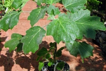Solanum-mammosum-plant