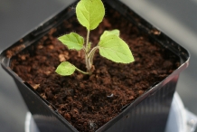 Solanum-mammosum-seedlings