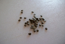 Solanum-mammosum-seeds