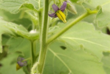 Solanum mammosum stem