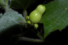 Solanum-mammosum-unripe-fruit