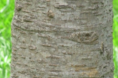 Bark-of-Sonapatha