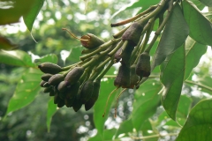 Flower-buds-of-Sonapatha