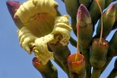 Flower-of-Sonapatha