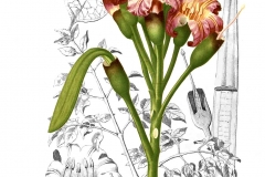 Illustration-of-Sonapatha