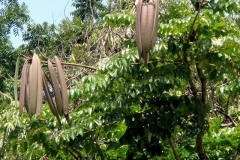 Seed-pods-of-Sonapatha