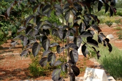Sonapatha-leaves