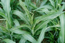 Leaves-of-Sorghum