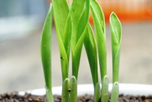 Seedlings-of-Sorghum