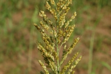 Sorghum-in-the-plant