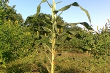 Sorghum-plant