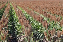 Sorghum