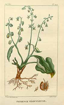 Plant-Illustration-of-Sorrel
