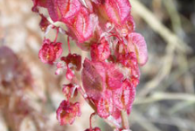 Flower-of-Sorrel