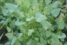 Leaves-of-Sorrel