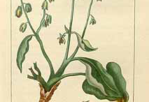 Plant-Illustration-of-Sorrel