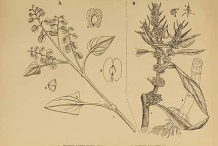 Sketch-of-Sorrel