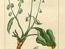 Plant-Illustration-of-Sorrel