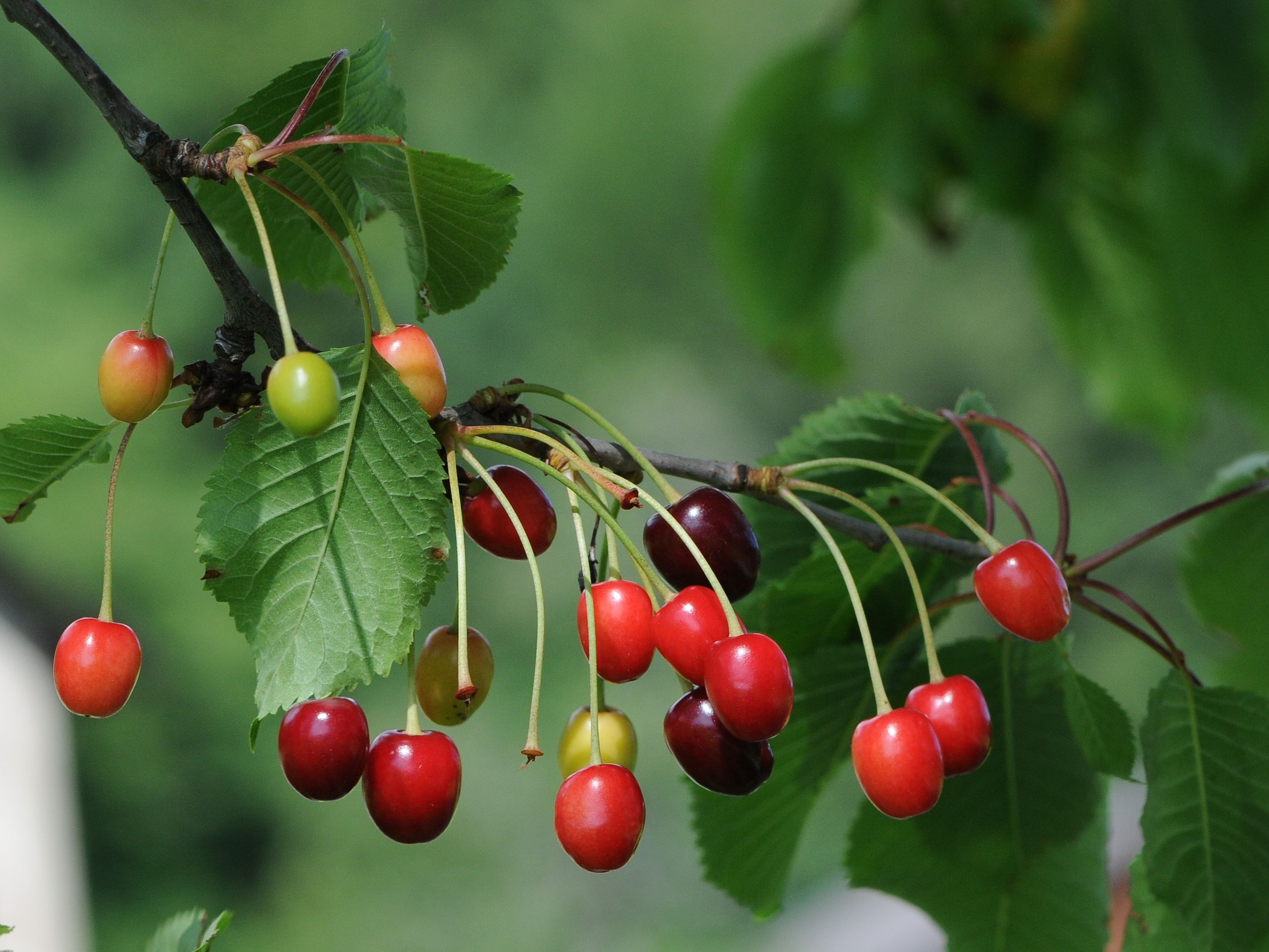 Sour Cherry Facts And Health Benefits Health Benefits Sour Cherry Facts And Health Benefits Health Benefits