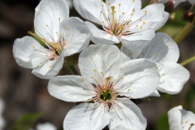 Close-up-flower-of-Sour-cherry