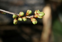 Flower-bud-of-Sour-cherry