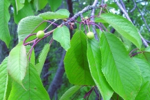 Leaves-of-Sour-cherry