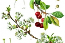 Plant-illustration-of-Sour-cherry