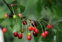 Sour-cherry-fruit