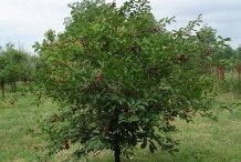 Sour-cherry-tree