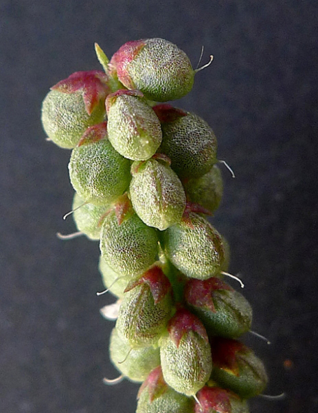 Immature-fruits-of-Sour-Clover