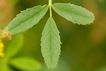 Leaves-of-Sour-Clover