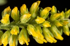 Closer-view-of-flower-of-Sour-Clover