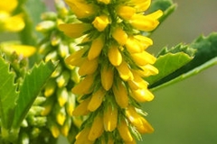 Flowers-of-Sour-Clover