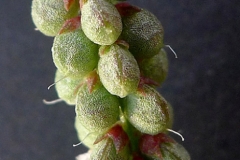 Immature-fruits-of-Sour-Clover