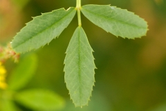 Leaves-of-Sour-Clover