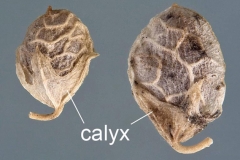 Matured-Fruits-of-Sour-Clover