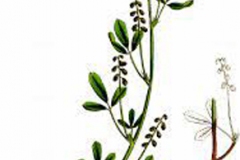 Plant-Illustration-of-Sour-Clover