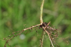 Roots-of-Sour-Clover