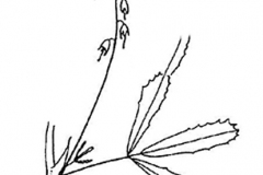 Sketch-of-Sour-Clover
