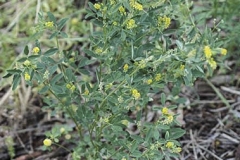 Sour-Clover-plant-growing-wild
