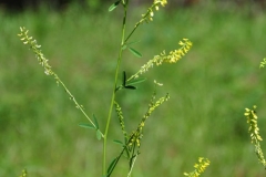 Sour-Clover-plant
