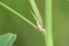 Stem-of-Sour-Clover