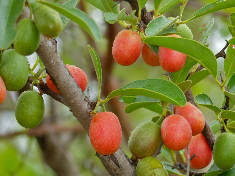 Ripe-and-unripe-sour-plum-on-the-tree