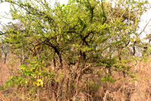 Sourplum-Plant-growing-wild