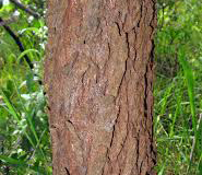 Bark-of-Sourplum